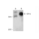 Elf-5 Antibody (G-2) - Western Blotting - Image 132075 
