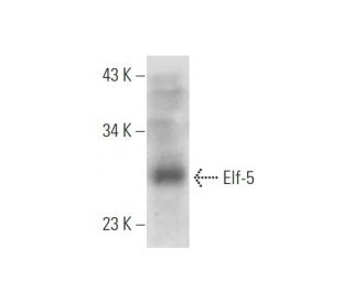 Elf-5 Antibody (G-2) - Western Blotting - Image 319571 
