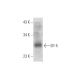 Elf-5 Antibody (G-2) - Western Blotting - Image 319571 