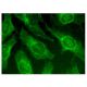 immunofluorescence image from recommended Elf-5 (C-1) monoclonal antibody replacement. Image 159665