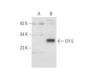 Elf-5 Antibody (G-2) - Western Blotting - Image 80860