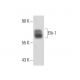 Elk-1 Antibody (3H6D12) - Western Blotting - Image 16286 
