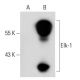 Elk-1 Antibody (3H6D12) - Western Blotting - Image 38473