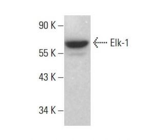 Elk-1 Antibody (E-5) - Western Blotting - Image 377605