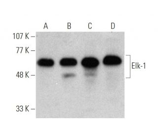 Elk-1 Antibody (E-5) - Western Blotting - Image 372306