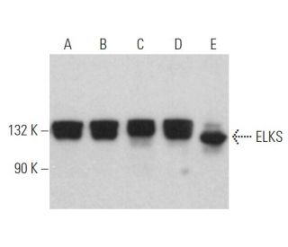 ELKS Antibody (E-1) - Western Blotting - Image 366734 