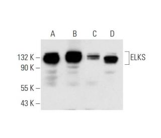 ELKS Antibody (G-10) - Western Blotting - Image 345977 