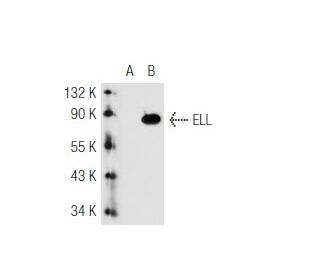 ELL Antibody (2316C1a) - Western Blotting - Image 51080 