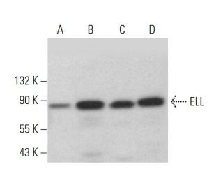 ELL Antibody (B-4) - Western Blotting - Image 375404 