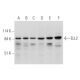 ELL2 Antibody (B-7) - Western Blotting - Image 344521 