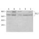 ELL2 Antibody (B-7) - Western Blotting - Image 385265