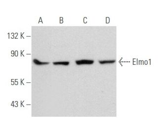 Elmo1 Antibody (C-3) - Western Blotting - Image 357684 