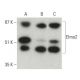 Elmo2 Antibody (C-12) - Western Blotting - Image 396403 