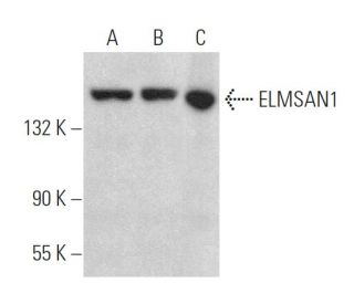 ELMSAN1 Antibody (B-10) - Western Blotting - Image 372836 