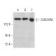 ELMSAN1 Antibody (B-10) - Western Blotting - Image 372836 