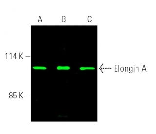 Elongin A Antibody (A-5) - Western Blotting - Image 391233 