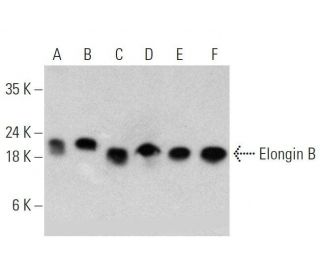 western blotting image from recommended Elongin B (D-5) monoclonal antibody replacement. Image 358572