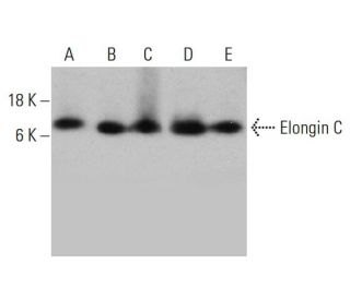 western blotting image from recommended Elongin C (56) monoclonal antibody replacement. Image 387335