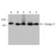 western blotting image from recommended Elongin C (56) monoclonal antibody replacement. Image 387335