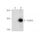 ELOVL5 Antibody (E-10) - Western Blotting - Image 308013