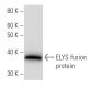 ELYS Antibody (2318C1a) - Western Blotting - Image 16650
