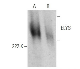 ELYS Antibody (2318C1a) - Western Blotting - Image 385137 