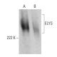 ELYS Antibody (2318C1a) - Western Blotting - Image 385137 