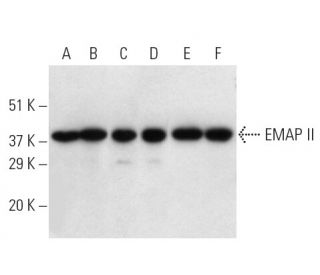EMAP II Antibody (546-2) - Western Blotting - Image 9543 