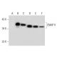 EMAP II Antibody (A-10) - Western Blotting - Image 297061 