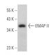 EMAP II Antibody (A-10) - Western Blotting - Image 366739