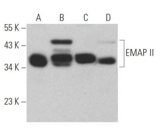 EMAP II Antibody (A-4) - Western Blotting - Image 367587 