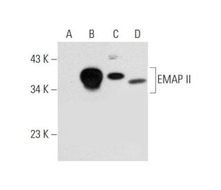 EMAP II Antibody (E-5) - Western Blotting - Image 298101 