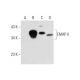 EMAP II Antibody (E-5) - Western Blotting - Image 298101 