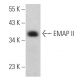 EMAP II Antibody (E-5) - Western Blotting - Image 366740