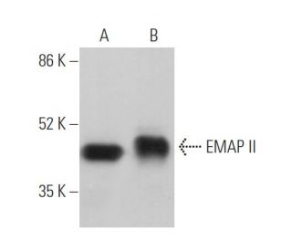 EMAP II Antibody (G-2) - Western Blotting - Image 371234 