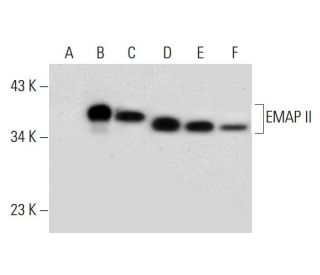 EMAP II Antibody (A-10) - Western Blotting - Image 297061
