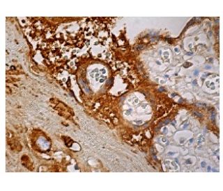 EMBP Antibody (F-2) - Immunohistochemistry - Image 161075 