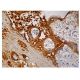 EMBP Antibody (F-2) - Immunohistochemistry - Image 161075 