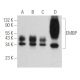EMBP Antibody (F-2) - Western Blotting - Image 360464
