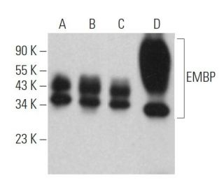 EMBP Antibody (F-6) - Western Blotting - Image 360525 