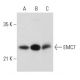 EMC7 Antibody (F-3) - Western Blotting - Image 319270 