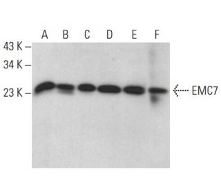 EMC7 Antibody (F-3) - Western Blotting - Image 372107 
