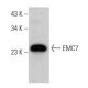 EMC7 Antibody (F-3) - Western Blotting - Image 372104