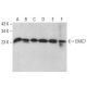 EMC7 Antibody (F-3) - Western Blotting - Image 372107 