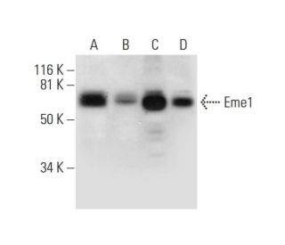 Eme1 Antibody (A-9) - Western Blotting - Image 294782 