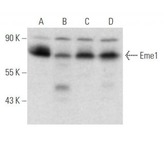 Eme1 Antibody (MTA31 7h2/1) - Western Blotting - Image 12906 