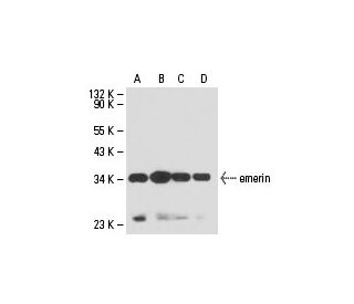 emerin Antibody (8A1) - Western Blotting - Image 18174 