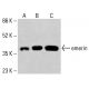 Anticuerpo RasGRP4 (E-2): sc-515508. Análisis mediante Western blot de la expresión de RasGRP4 en lisados celulares completos K-562 no tratados (A) y tratados químicamente (B). β-Actina (C4): sc-47778 utilizado como control de carga. Reactivo de detección utilizado: m-IgG Fc BP-HRP: sc-525409. emerin Antibody (A-5) - Western Blotting - Image 416030
