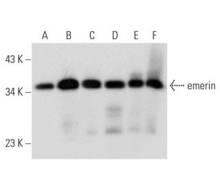 emerin Antibody (G-10) - Western Blotting - Image 304367 