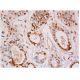emerin Antibody (H-7) - Immunohistochemistry - Image 344395 
